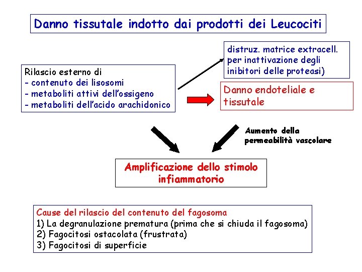 Danno tissutale indotto dai prodotti dei Leucociti Rilascio esterno di - contenuto dei lisosomi