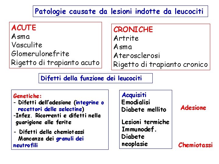 Patologie causate da lesioni indotte da leucociti ACUTE Asma Vasculite Glomerulonefrite Rigetto di trapianto