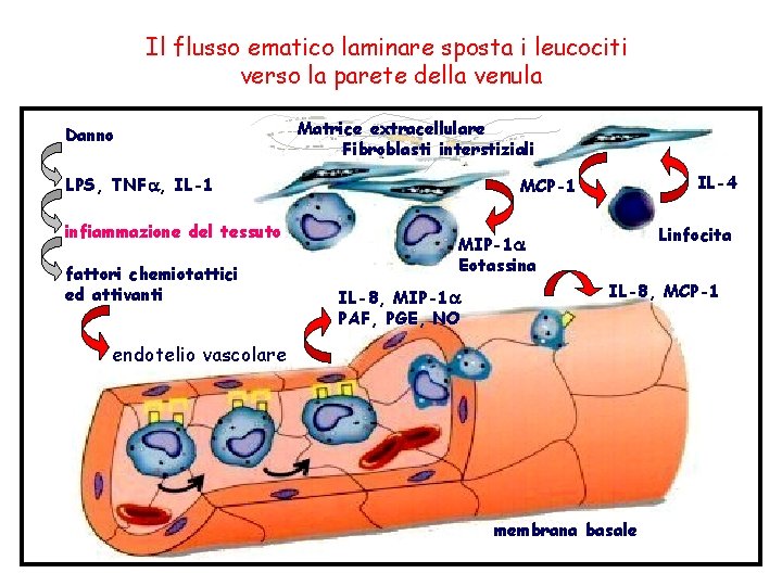 Il flusso ematico laminare sposta i leucociti verso la parete della venula Danno Matrice