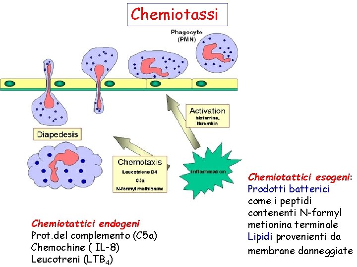 Chemiotassi Chemiotattici endogeni Prot. del complemento (C 5 a) Chemochine ( IL-8) Leucotreni (LTB