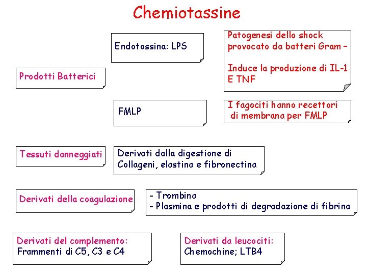 Chemiotassine Endotossina: LPS Induce la produzione di IL-1 E TNF Prodotti Batterici FMLP Tessuti