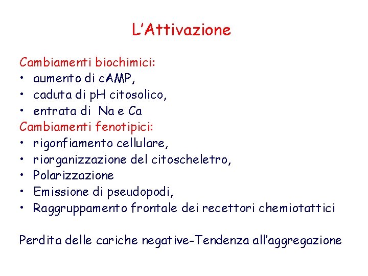 L’Attivazione Cambiamenti biochimici: • aumento di c. AMP, • caduta di p. H citosolico,