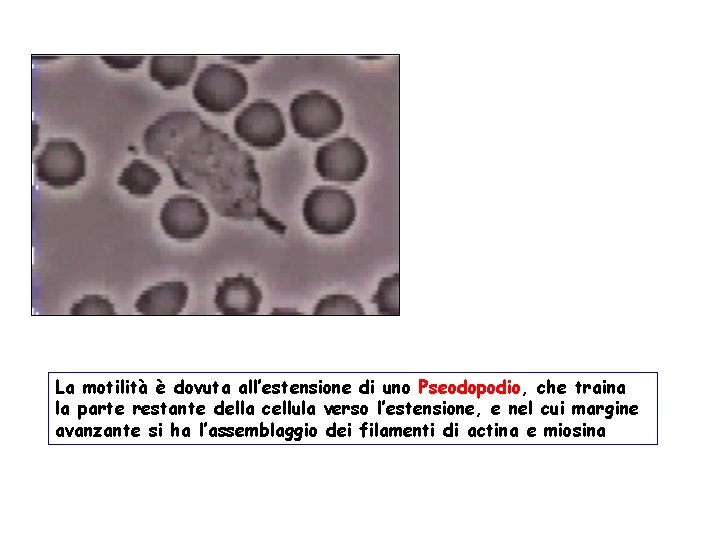 La motilità è dovuta all’estensione di uno Pseodopodio, che traina la parte restante della