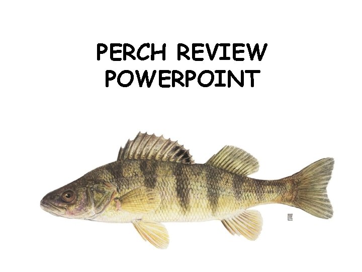 PERCH REVIEW POWERPOINT 