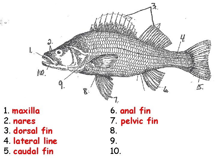 1. maxilla 2. nares 3. dorsal fin 4. lateral line 5. caudal fin 6.