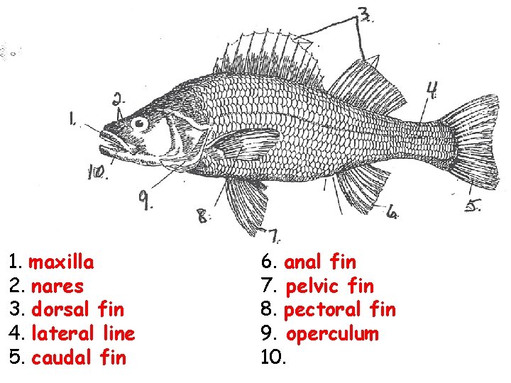 1. maxilla 2. nares 3. dorsal fin 4. lateral line 5. caudal fin 6.