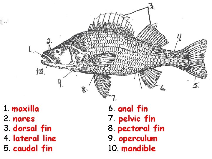 1. maxilla 2. nares 3. dorsal fin 4. lateral line 5. caudal fin 6.