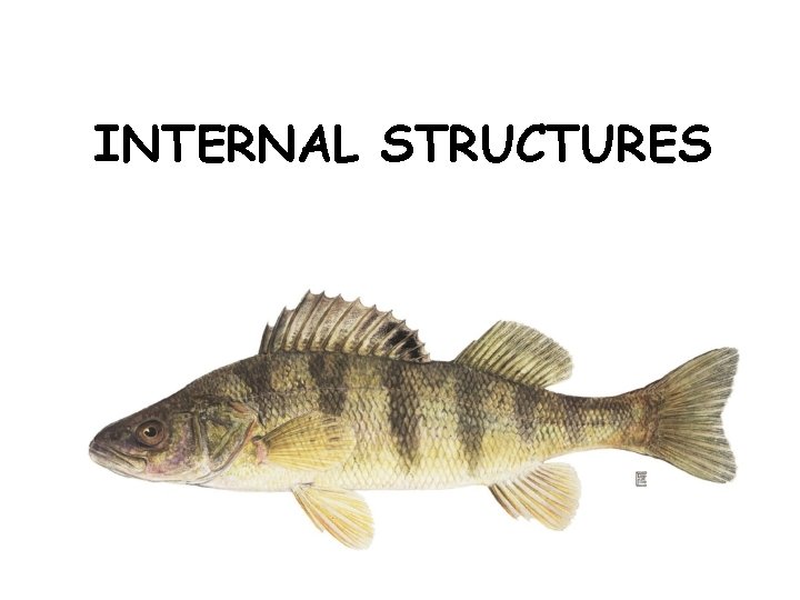 INTERNAL STRUCTURES 