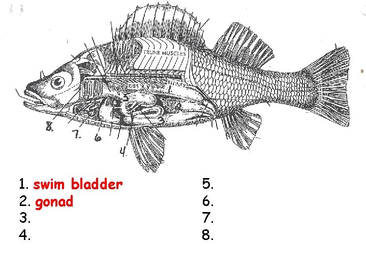 1. swim bladder 2. gonad 3. 4. 5. 6. 7. 8. 