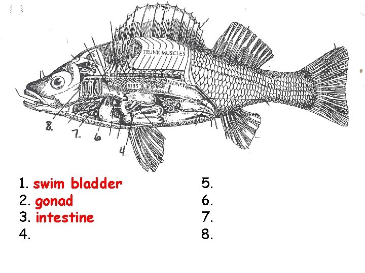 1. swim bladder 2. gonad 3. intestine 4. 5. 6. 7. 8. 