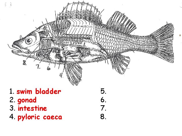 1. swim bladder 2. gonad 3. intestine 4. pyloric caeca 5. 6. 7. 8.