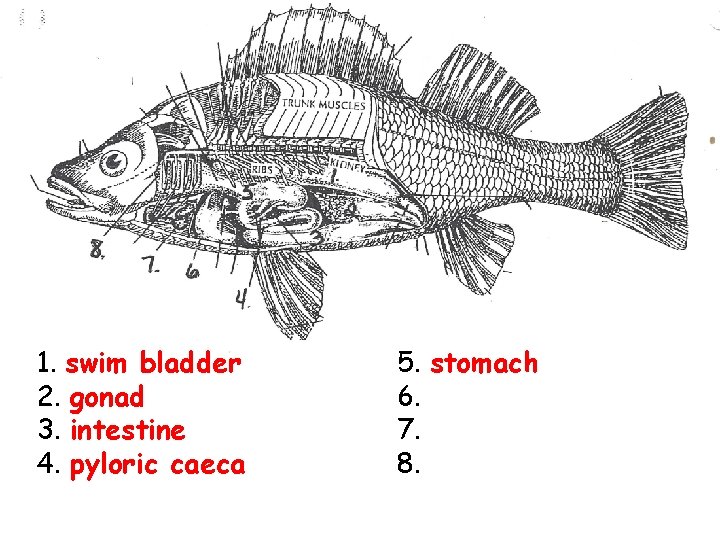 1. swim bladder 2. gonad 3. intestine 4. pyloric caeca 5. stomach 6. 7.