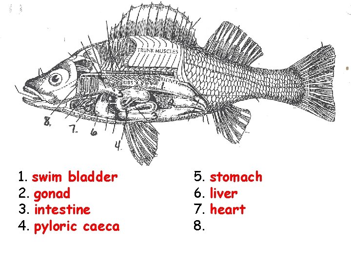 1. swim bladder 2. gonad 3. intestine 4. pyloric caeca 5. stomach 6. liver