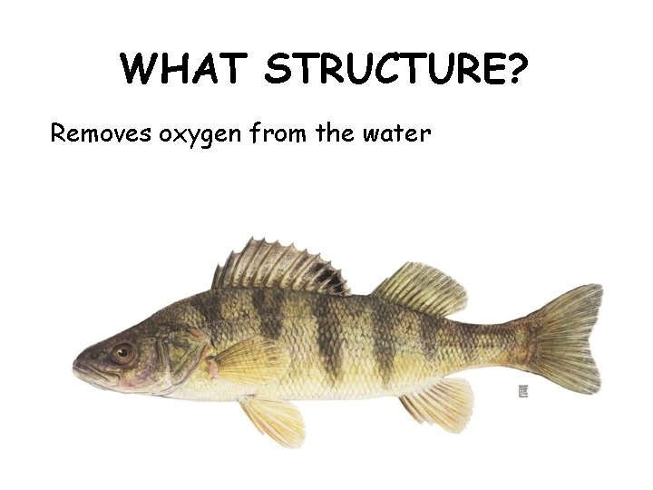 WHAT STRUCTURE? Removes oxygen from the water WHAT STRUCTURE? Removes oxygen from the water