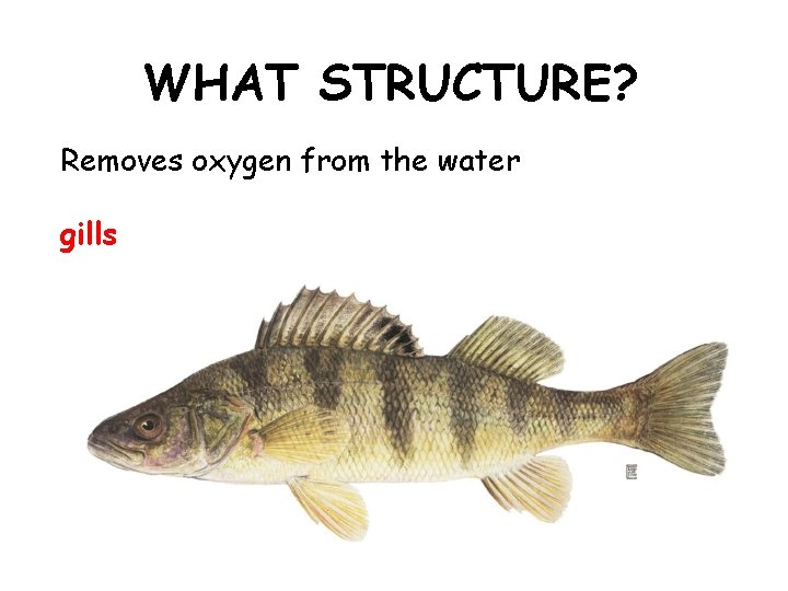 WHAT STRUCTURE? Removes oxygen from the water gills 