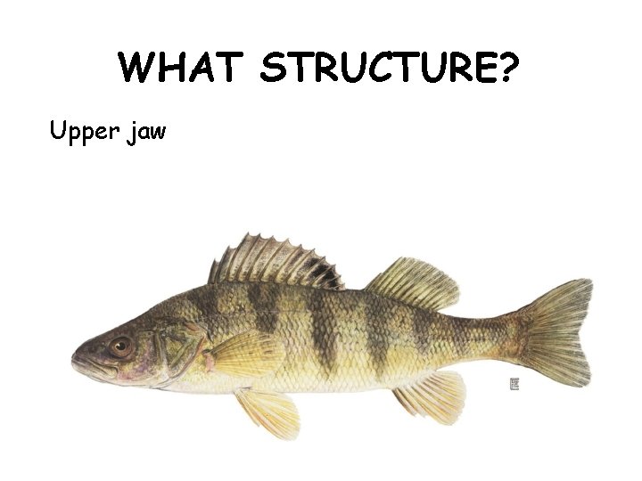 WHAT STRUCTURE? Upper jaw 