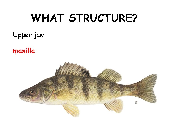 WHAT STRUCTURE? Upper jaw maxilla 