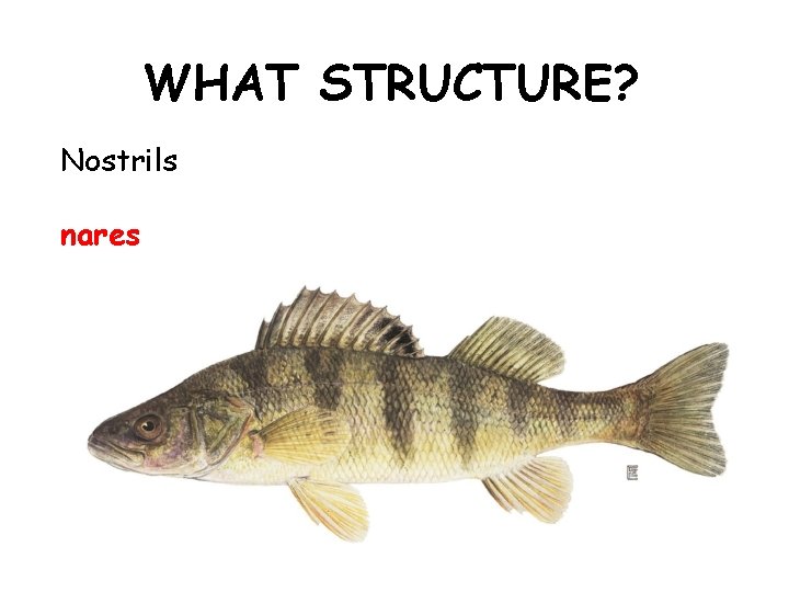 WHAT STRUCTURE? Nostrils nares 