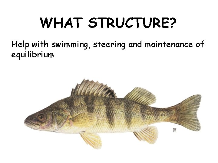 WHAT STRUCTURE? Help with swimming, steering and maintenance of equilibrium 