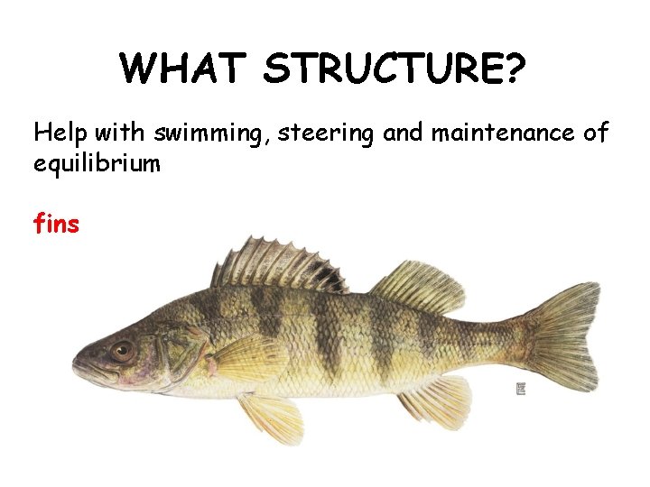 WHAT STRUCTURE? Help with swimming, steering and maintenance of equilibrium fins 