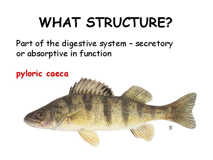 WHAT STRUCTURE? Part of the digestive system – secretory or absorptive in function pyloric
