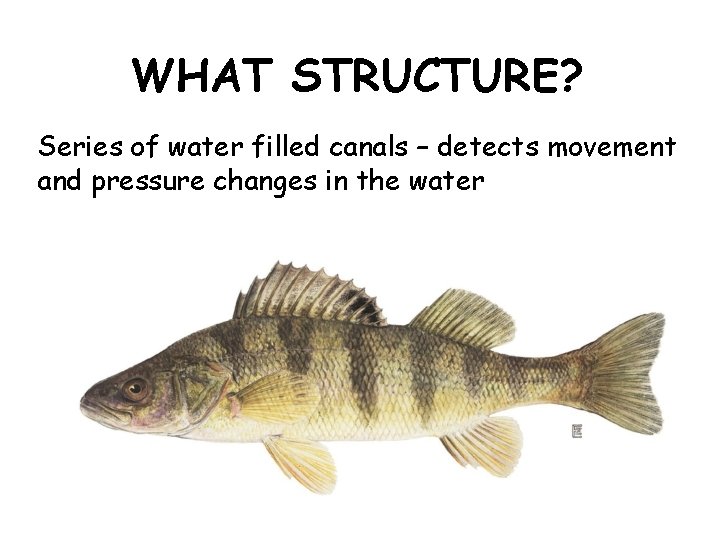 WHAT STRUCTURE? Series of water filled canals – detects movement and pressure changes in