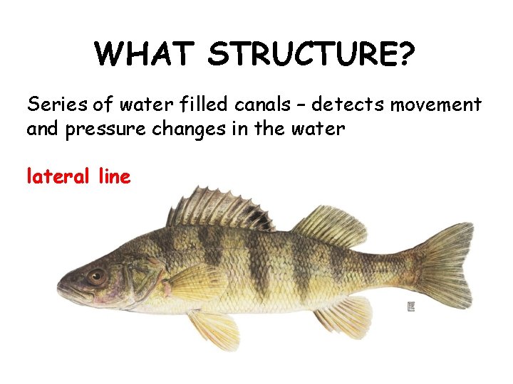 WHAT STRUCTURE? Series of water filled canals – detects movement and pressure changes in