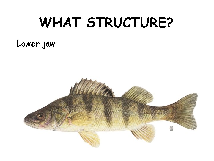 WHAT STRUCTURE? Lower jaw 