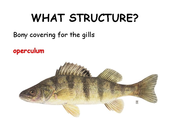 WHAT STRUCTURE? Bony covering for the gills operculum 