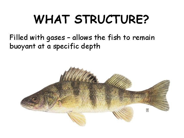 WHAT STRUCTURE? Filled with gases – allows the fish to remain buoyant at a