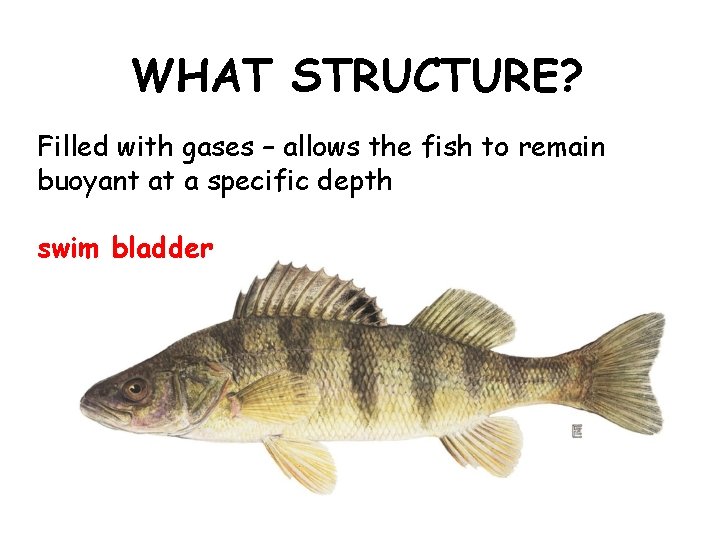 WHAT STRUCTURE? Filled with gases – allows the fish to remain buoyant at a