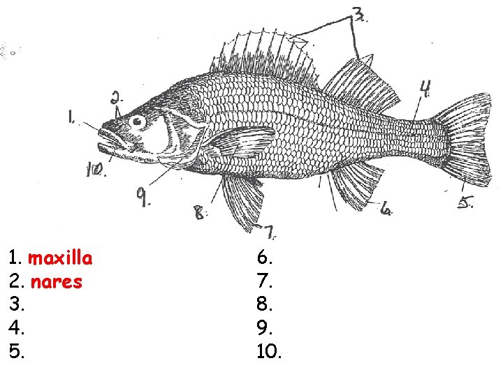 1. maxilla 2. nares 3. 4. 5. 6. 7. 8. 9. 10. 