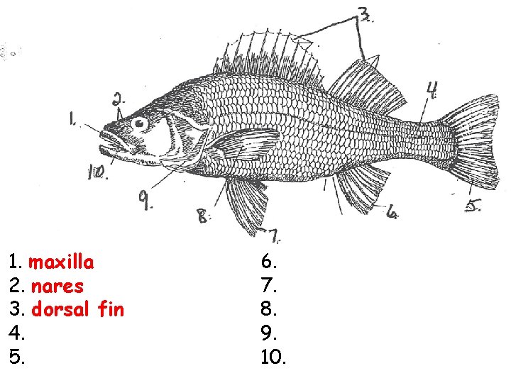 1. maxilla 2. nares 3. dorsal fin 4. 5. 6. 7. 8. 9. 10.