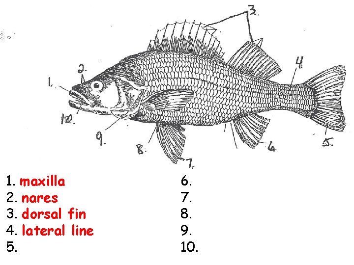 1. maxilla 2. nares 3. dorsal fin 4. lateral line 5. 6. 7. 8.