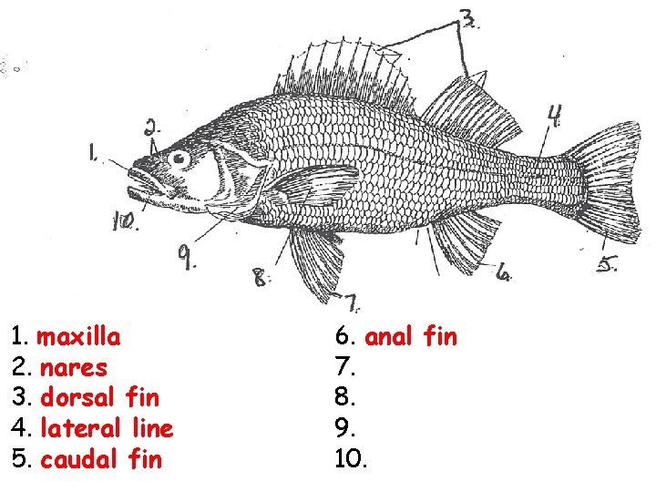 1. maxilla 2. nares 3. dorsal fin 4. lateral line 5. caudal fin 6.