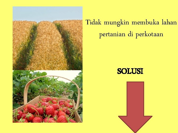 Tidak mungkin membuka lahan pertanian di perkotaan SOLUSI 