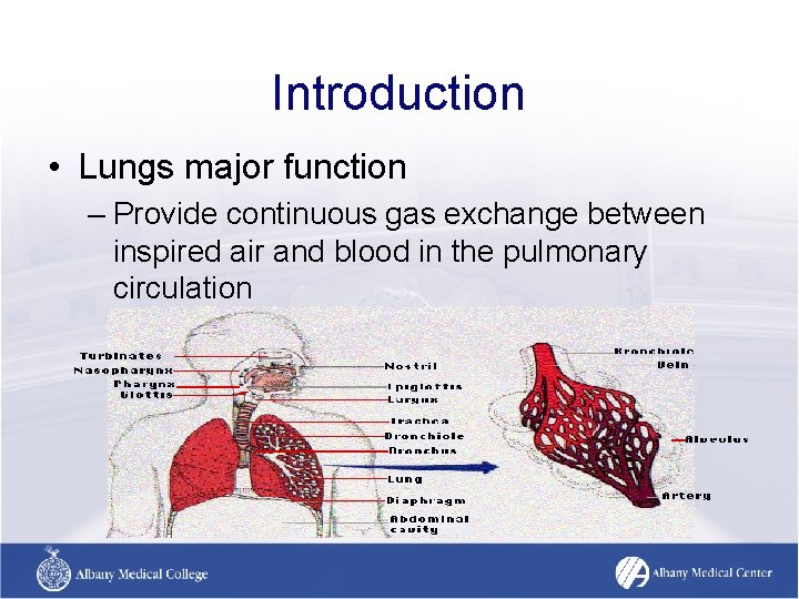 Introduction • Lungs major function – Provide continuous gas exchange between inspired air and Introduction • Lungs major function – Provide continuous gas exchange between inspired air and