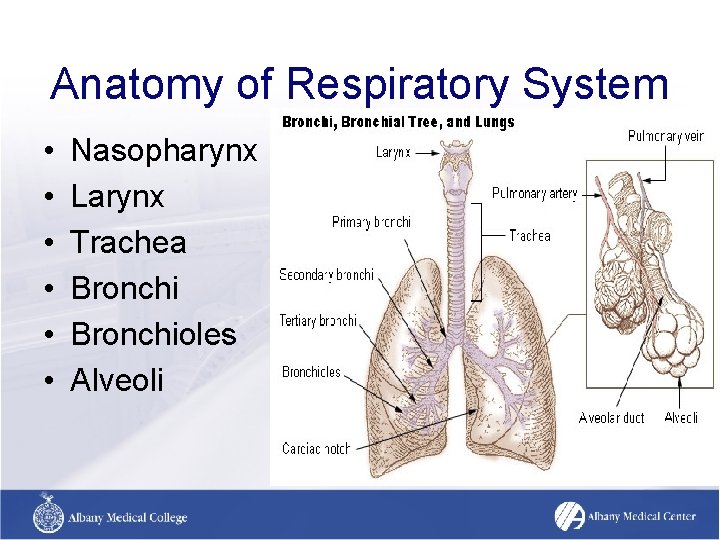 Anatomy of Respiratory System • • • Nasopharynx Larynx Trachea Bronchioles Alveoli Anatomy of Respiratory System • • • Nasopharynx Larynx Trachea Bronchioles Alveoli
