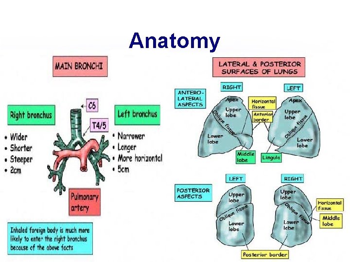 Anatomy Anatomy