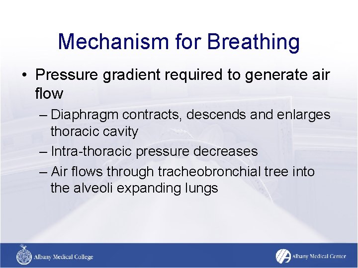 Mechanism for Breathing • Pressure gradient required to generate air flow – Diaphragm contracts, Mechanism for Breathing • Pressure gradient required to generate air flow – Diaphragm contracts,