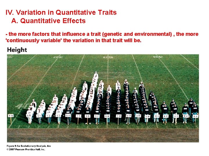 IV. Variation in Quantitative Traits A. Quantitative Effects - the more factors that influence
