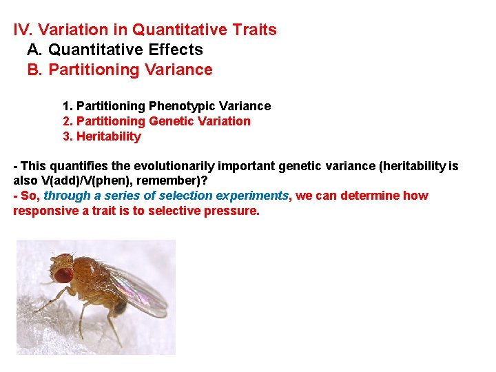 IV. Variation in Quantitative Traits A. Quantitative Effects B. Partitioning Variance 1. Partitioning Phenotypic