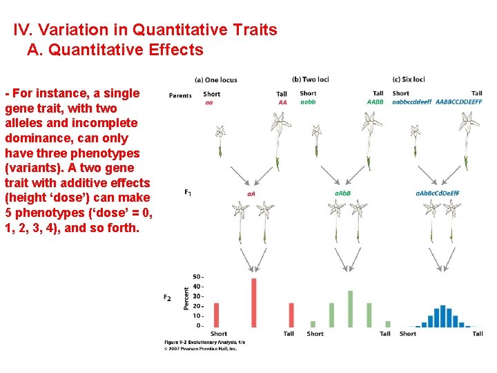 IV. Variation in Quantitative Traits A. Quantitative Effects - For instance, a single gene