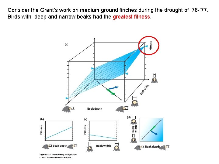 Consider the Grant’s work on medium ground finches during the drought of ‘ 76