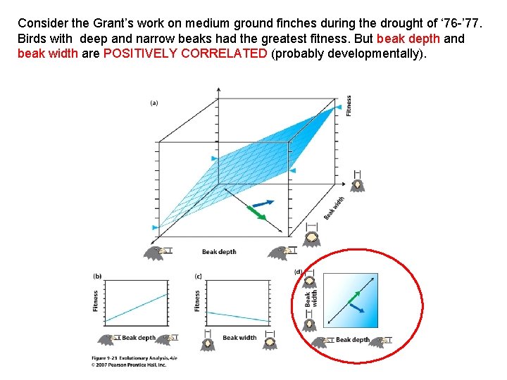 Consider the Grant’s work on medium ground finches during the drought of ‘ 76