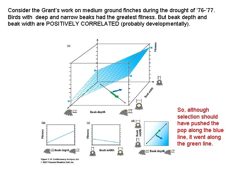 Consider the Grant’s work on medium ground finches during the drought of ‘ 76