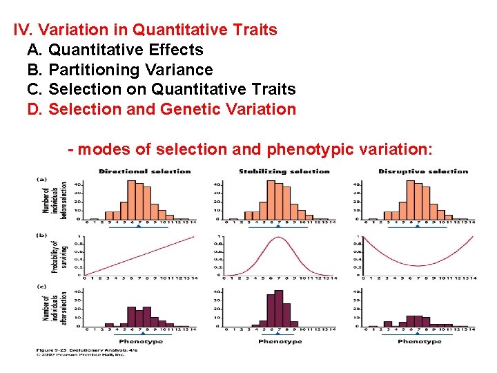 IV. Variation in Quantitative Traits A. Quantitative Effects B. Partitioning Variance C. Selection on