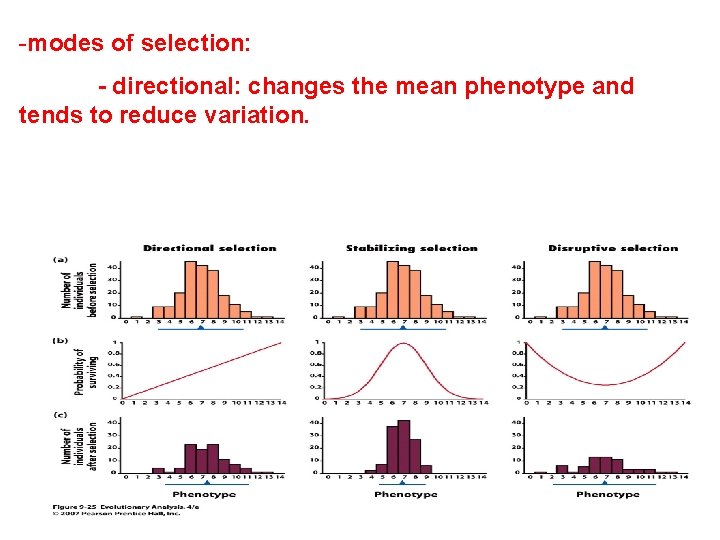 -modes of selection: - directional: changes the mean phenotype and tends to reduce variation.