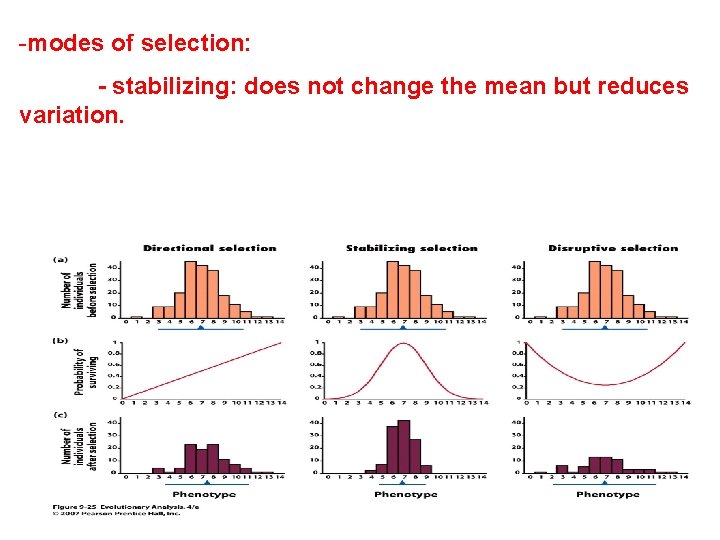 -modes of selection: - stabilizing: does not change the mean but reduces variation. 