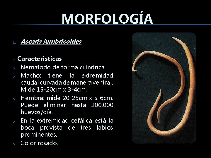 Ascaris morfológia mi a paraziták vizsgálata